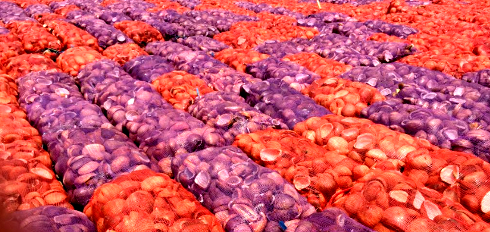 coconut sugar in plastic mesh bags readu to load